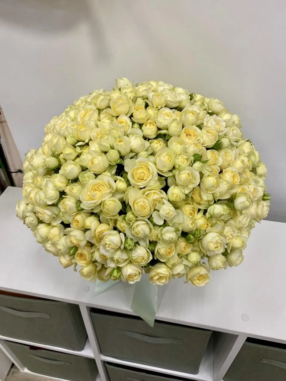 501 роза